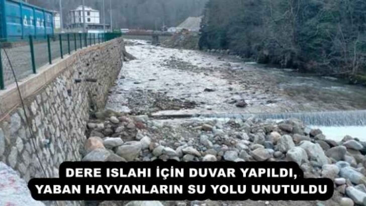 DERE ISLAHI İÇİN DUVAR YAPILDI, YABAN HAYVANLARIN SU YOLU UNUTULDU