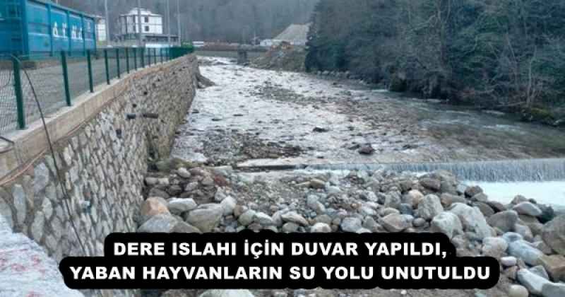 DERE ISLAHI İÇİN DUVAR YAPILDI, YABAN HAYVANLARIN SU YOLU UNUTULDU