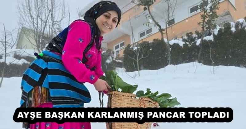 AYŞE BAŞKAN KARLANMIŞ PANCAR TOPLADI