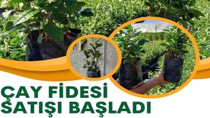 Öğrencilere burs verilmek üzere çay fidesi satışları başladı