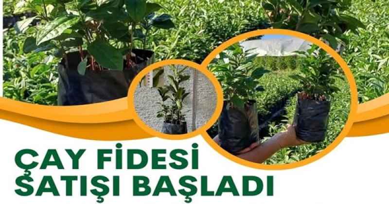 Öğrencilere burs verilmek üzere çay fidesi satışları başladı