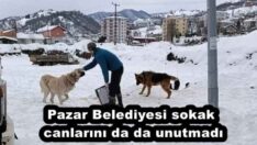 Pazar Belediyesi sokak canlarını da da unutmadı
