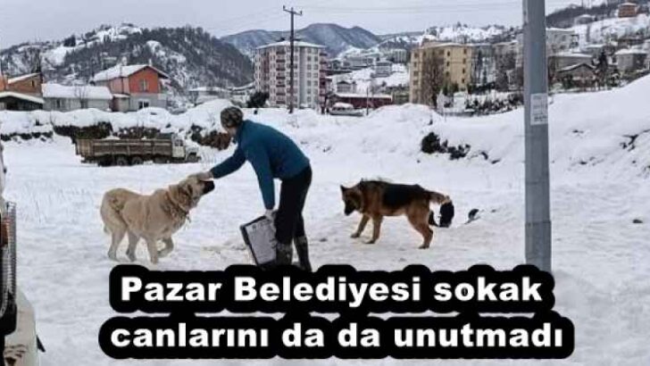 Pazar Belediyesi sokak canlarını da da unutmadı