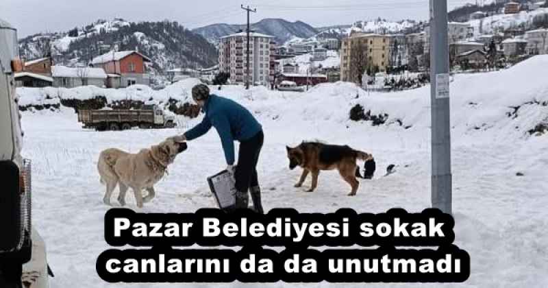 Pazar Belediyesi sokak canlarını da da unutmadı