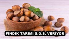 FINDIK TARIMI S.O.S. VERİYOR