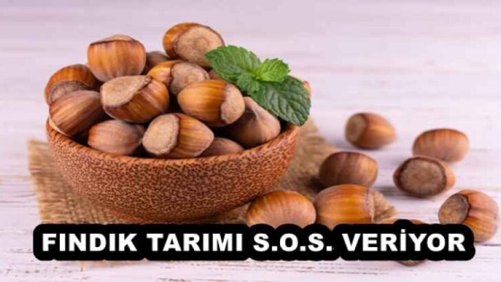 FINDIK TARIMI S.O.S. VERİYOR