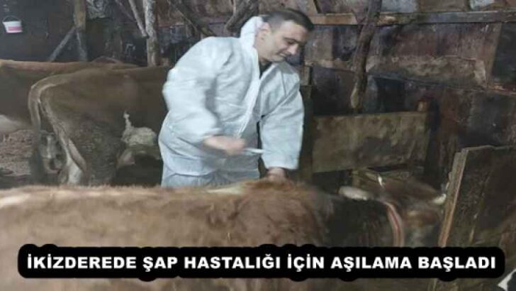 İKİZDEREDE ŞAP HASTALIĞI İÇİN AŞILAMA BAŞLADI