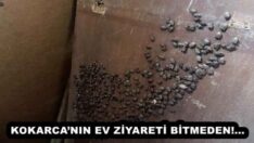 KOKARCA’NIN EV ZİYARETİ BİTMEDEN!…