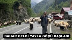 BAHAR GELDİ YAYLA GÖÇÜ BAŞLADI