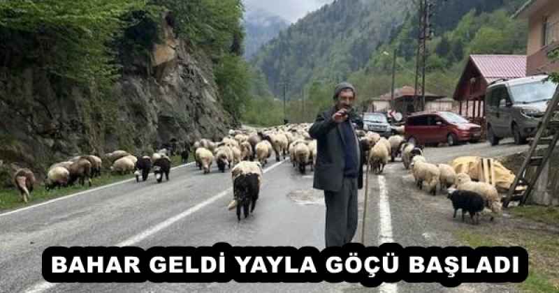 BAHAR GELDİ YAYLA GÖÇÜ BAŞLADI