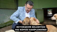 BÜYÜKŞEHİR BELEDİYESİ 942 KÖPEĞİ SAHİPLENDİRDİ