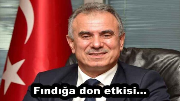 Fındığa don etkisi…