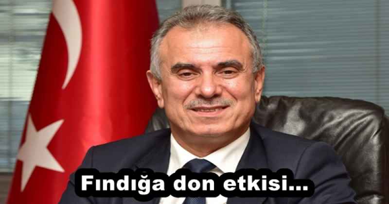 Fındığa don etkisi…