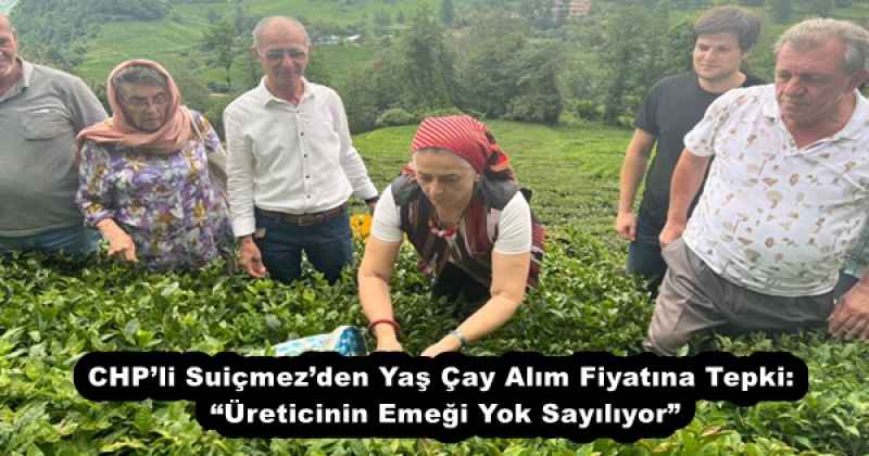 CHP’li Suiçmez’den Yaş Çay Alım Fiyatına Tepki: “Üreticinin Emeği Yok Sayılıyor”