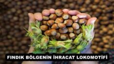 FINDIK BÖLGENİN İHRACAT LOKOMOTİFİ