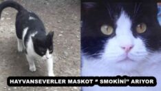 HAYVANSEVERLER MASKOT ‘’ SMOKİNİ’’ ARIYOR