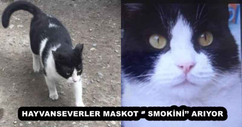 hayvanseverler_maskot_smokini_ariyor_h53116_d4f98 HAYVANSEVERLER MASKOT ‘’ SMOKİNİ’’ ARIYOR