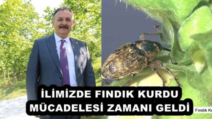 İLİMİZDE FINDIK KURDU MÜCADELESİ ZAMANI GELDİ