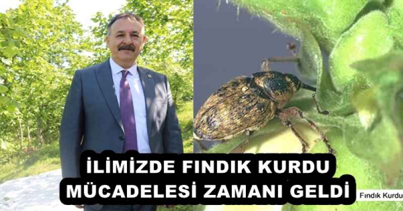 İLİMİZDE FINDIK KURDU MÜCADELESİ ZAMANI GELDİ