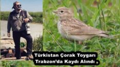Türkistan Çorak Toygarı  Trabzon’da Kaydı Alındı .