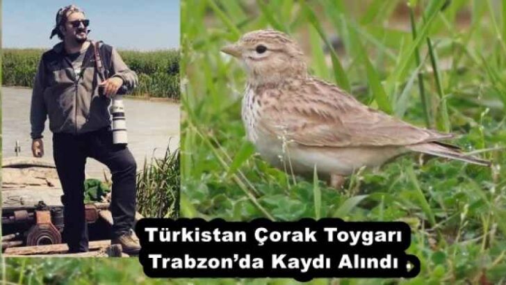 Türkistan Çorak Toygarı  Trabzon’da Kaydı Alındı .