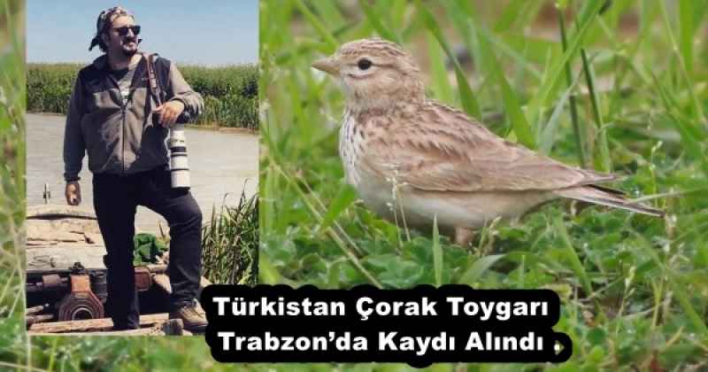 turkistan_corak_toygari_trabzonda_kaydi_alindi_h52989_ec82f Türkistan Çorak Toygarı Trabzon’da Kaydı Alındı .