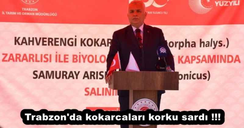 Trabzon'da kokarcaları korku sardı !!!!!!!!!