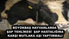 BÜYÜKBAŞ HAYVANLARDA ŞAP TEHLİKESİ  ŞAP HASTALIĞINA KARŞI MUTLAKA AŞI YAPTIRMALI