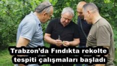 Trabzon’da Fındıkta rekolte tespiti çalışmaları başladı