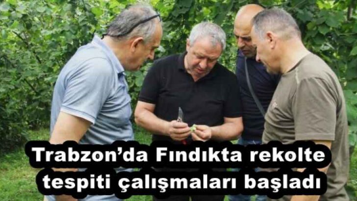 Trabzon’da Fındıkta rekolte tespiti çalışmaları başladı
