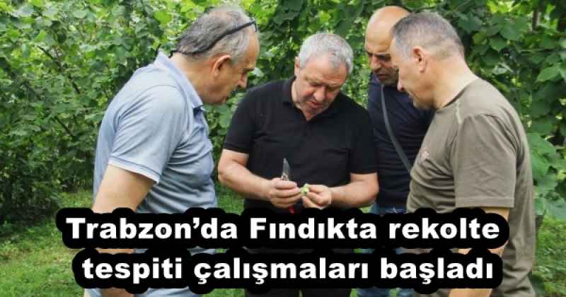 Trabzon’da Fındıkta rekolte tespiti çalışmaları başladı