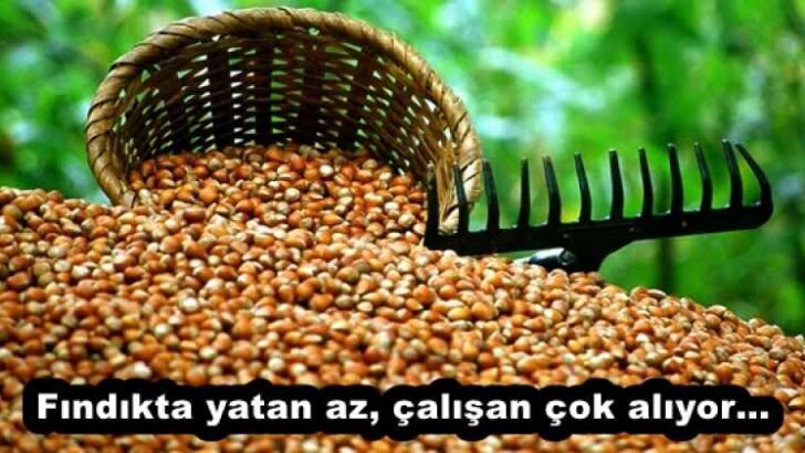 Fındıkta yatan az, çalışan çok alıyor…