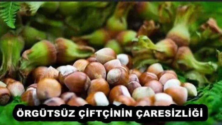 ÖRGÜTSÜZ ÇİFTÇİNİN ÇARESİZLİĞİ