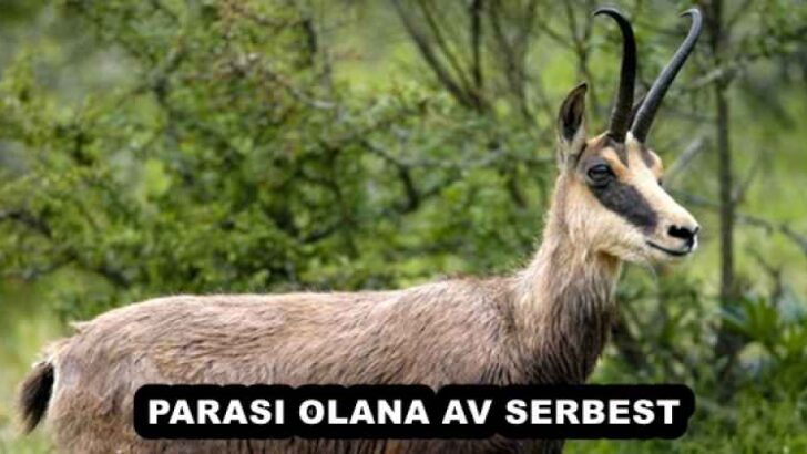 PARASI OLANA AV SERBEST