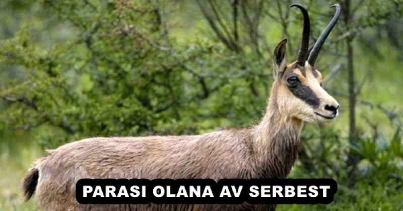 PARASI OLANA AV SERBEST