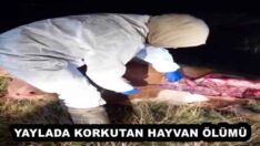 YAYLADA KORKUTAN HAYVAN ÖLÜMÜ