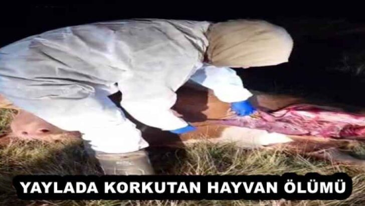 YAYLADA KORKUTAN HAYVAN ÖLÜMÜ