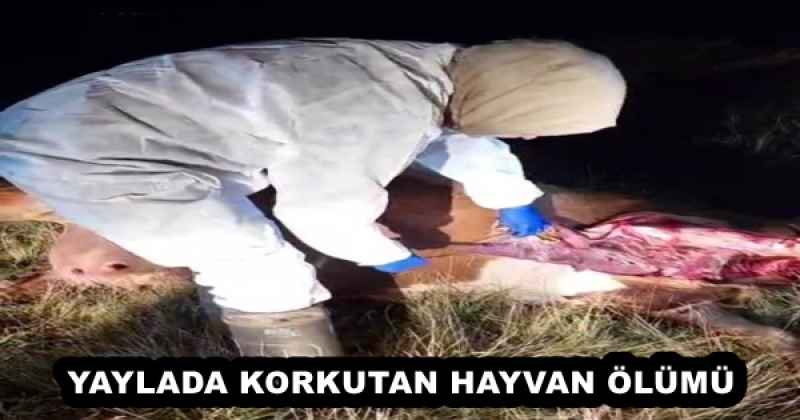YAYLADA KORKUTAN HAYVAN ÖLÜMÜ
