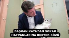 BAŞKAN KAYA’DAN SOKAK HAYVANLARINA DESTEK SÖZÜ