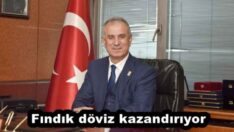 Fındık döviz kazandırıyor