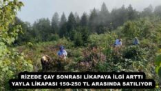 RİZEDE ÇAY SONRASI LİKAPAYA İLGİ ARTTI YAYLA LİKAPASI 150-250 TL ARASINDA SATILIYOR