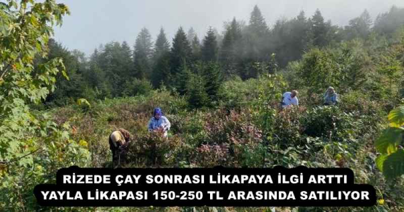 RİZEDE ÇAY SONRASI LİKAPAYA İLGİ ARTTI YAYLA LİKAPASI 150-250 TL ARASINDA SATILIYOR