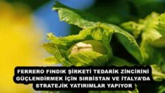 FERRERO FINDIK ŞİRKETİ TEDARİK ZİNCİRİNİ GÜÇLENDİRMEK İÇİN SIRBİSTAN VE İTALYA’DA STRATEJİK YATIRIMLAR YAPIYOR