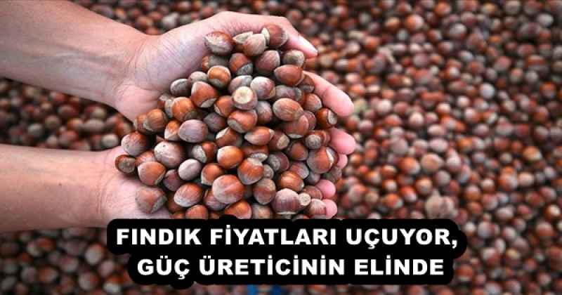 FINDIK FİYATLARI UÇUYOR, GÜÇ ÜRETİCİNİN ELİNDE