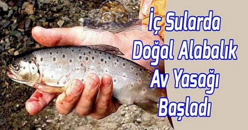 İÇ SULARDA ALABALIK AV YASAĞI BAŞLADI