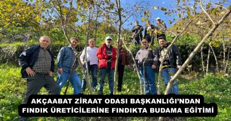 AKÇAABAT ZİRAAT ODASI BAŞKANLIĞI’NDAN  FINDIK ÜRETİCİLERİNE FINDIKTA BUDAMA EĞİTİMİ