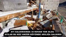 AYI SALDIRISINDA 30 KOVAN YOK OLDU  AYILAR BU KEZ ANZER KÖYÜNDE ARILIĞA SALDIRDI