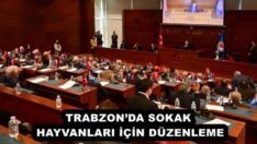 TRABZON’DA SOKAK HAYVANLARI İÇİN DÜZENLEME