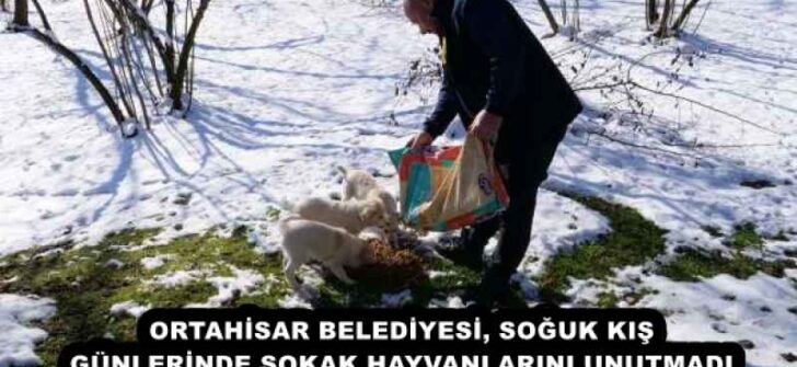 ORTAHİSAR BELEDİYESİ, SOĞUK KIŞ GÜNLERİNDE SOKAK HAYVANLARINI UNUTMADI
