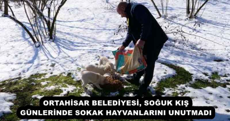 ORTAHİSAR BELEDİYESİ, SOĞUK KIŞ GÜNLERİNDE SOKAK HAYVANLARINI UNUTMADI